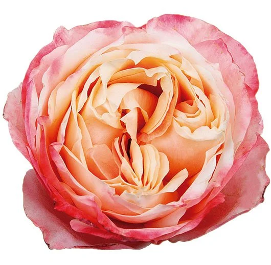 Princess Garden Roses